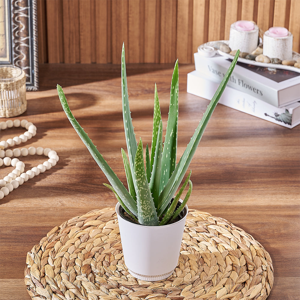 Aloe Plant, plant gift, plant, aloe gift, aloe, Toronto delivery
