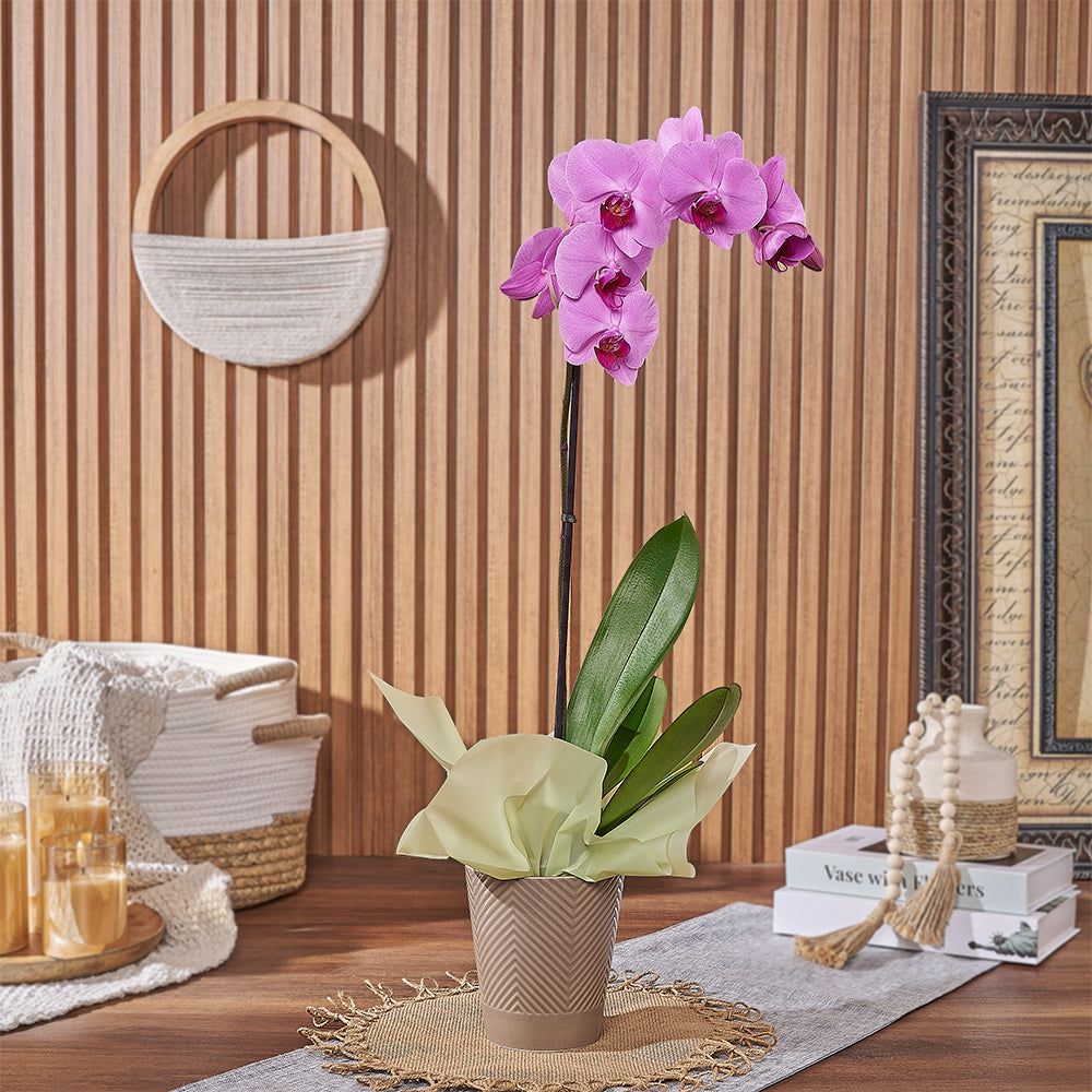 Pink Orchid Flower Plant – how the gift is presented