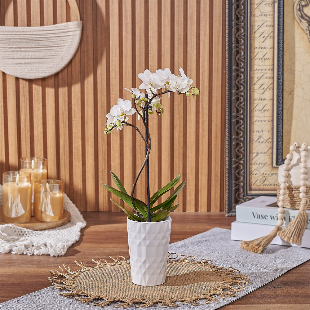 White Mini Phalaenopsis Orchid Plant with Ceramic Planter – how the gift is presented