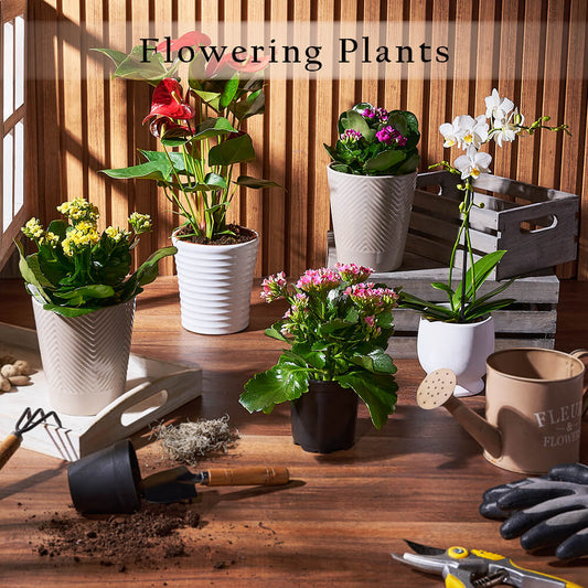 Flowering Plants from Toronto Baskets - Toronto Baskets Delivery