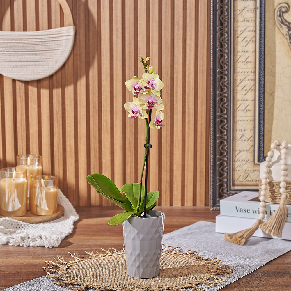 Mini Yellow Orchid with Planter – how the gift is presented