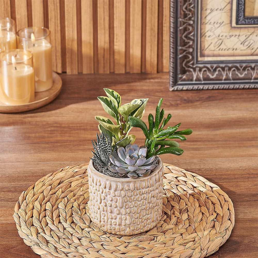 Organic Textured Succulent Plant Planter – how the gift is presented