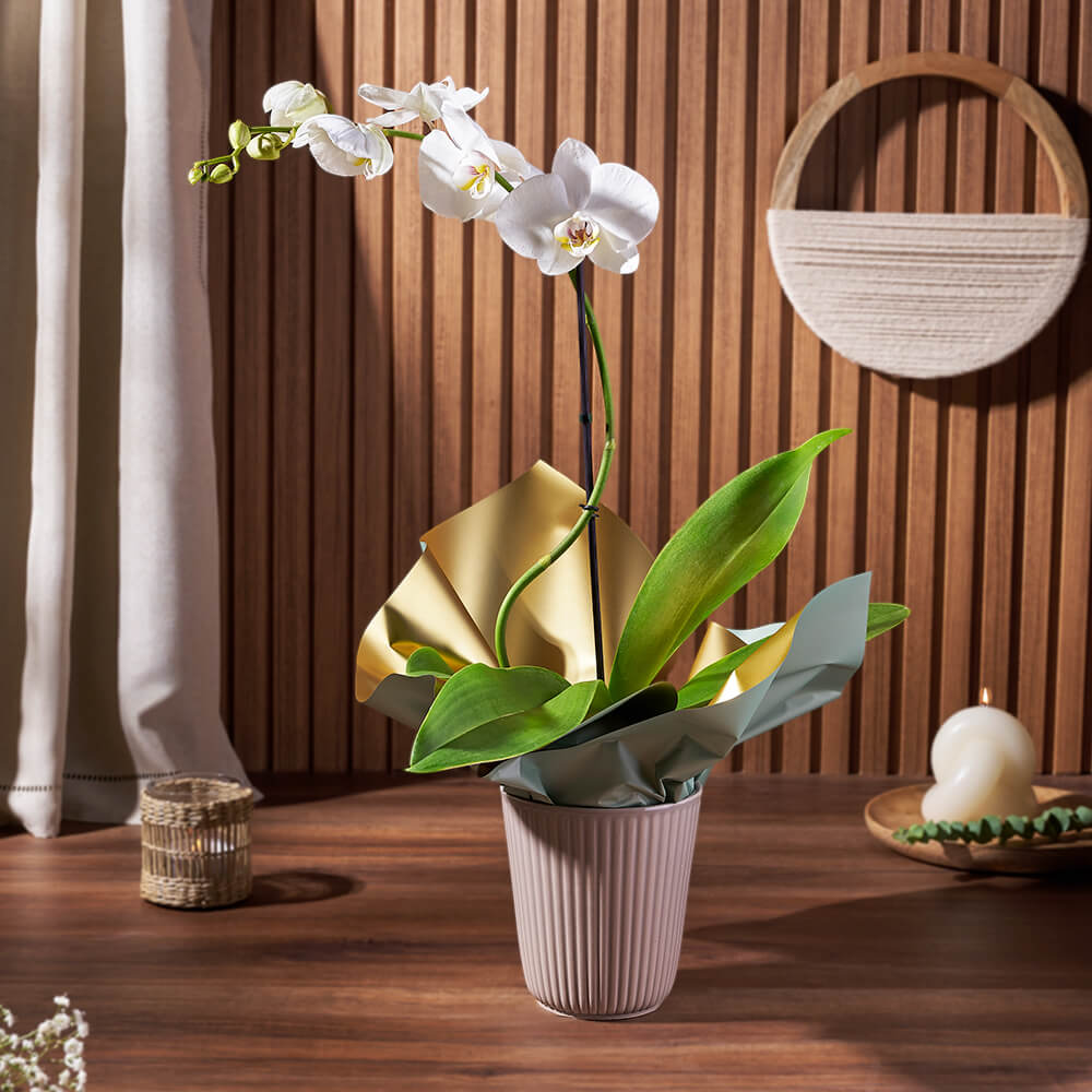White Phalaenopsis Orchid Plant Gift – how the gift is presented