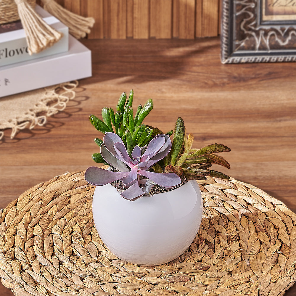 Succulents in Round Plant Pot – how the gift is presented