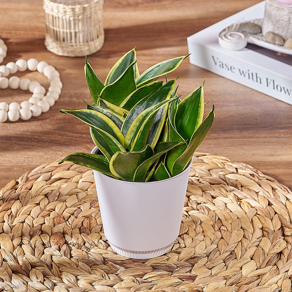 4 Inch Sansevieria Succulent Plant Planter – how the gift is presented