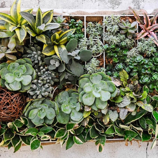 Succulents & Cacti from Toronto Baskets - Plant Subscription - Toronto Delivery