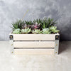 Amesbury Succulent Crate from Toronto Baskets - Toronto Delivery