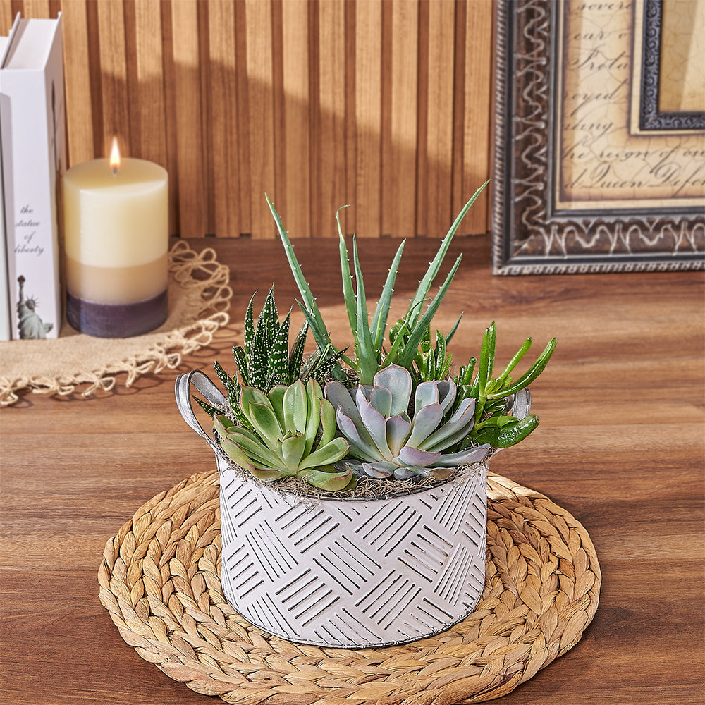 toronto succulent delivery Generous Succulent Gift – Plant gift baskets – Toronto delivery