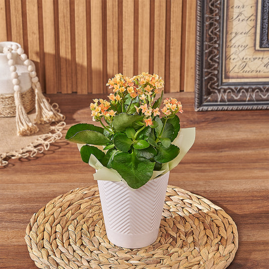 Grand Kalanchoe Plant Gift, plant gift, plant, kalanchoe gift, kalanchoe, Toronto delivery