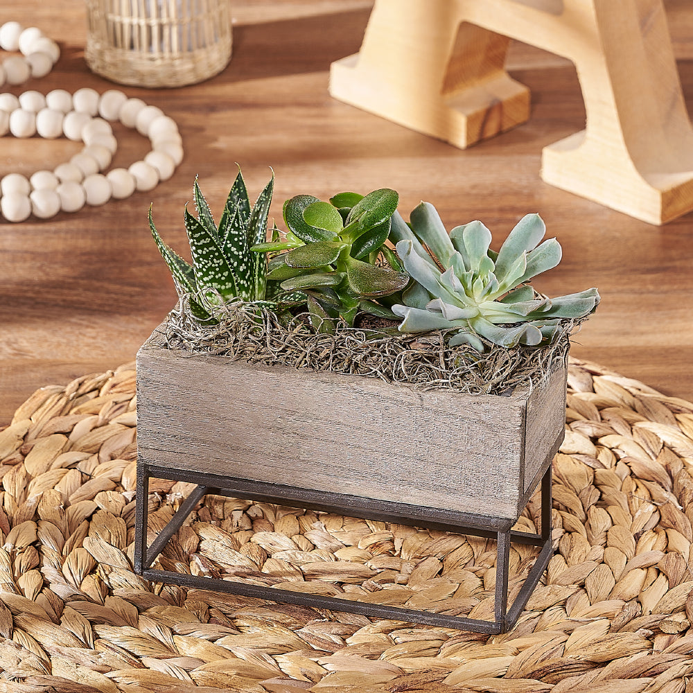 succulent plants toronto Indoor Succulent Garden – Plant gift baskets – Toronto delivery