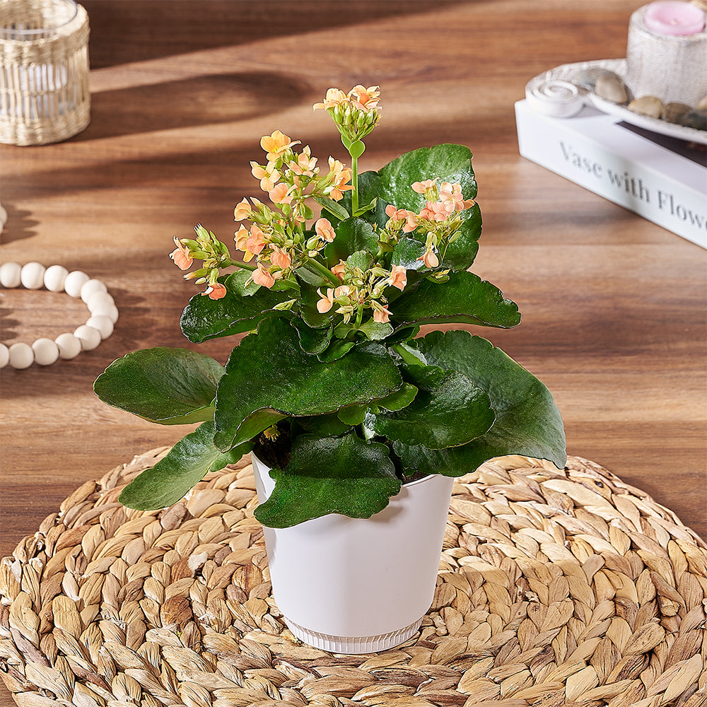 toronto house plant delivery Kalanchoe Plant – Plant gift baskets – Toronto delivery