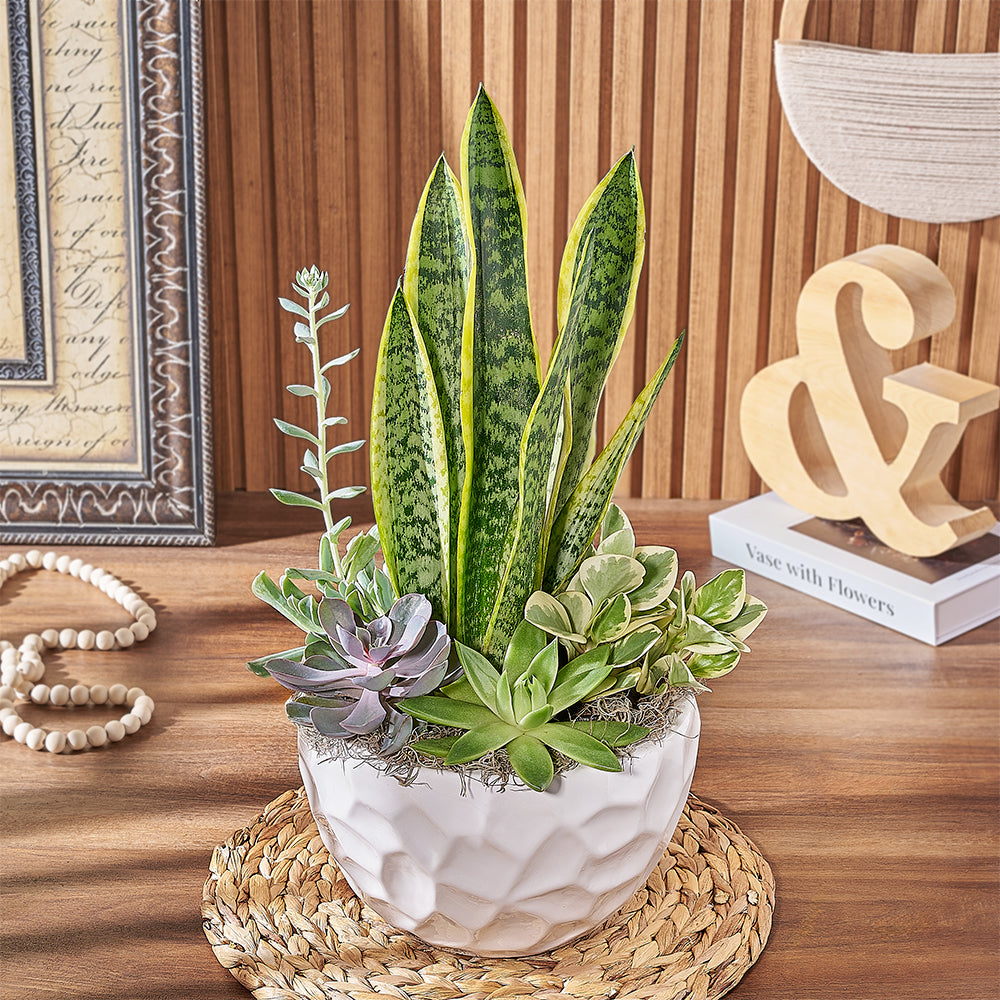 toronto succulent delivery Large Modern Succulent Garden