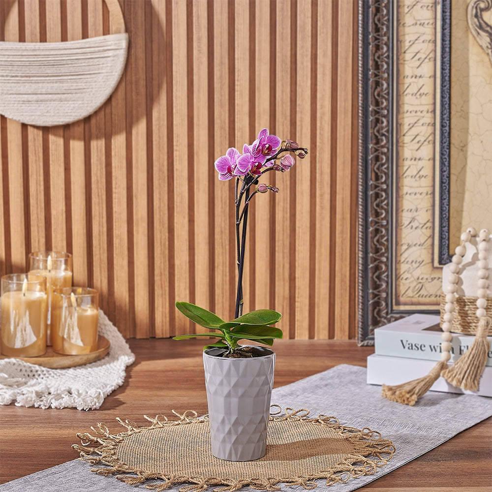 Small Pink Orchid Plant – how the gift is presented