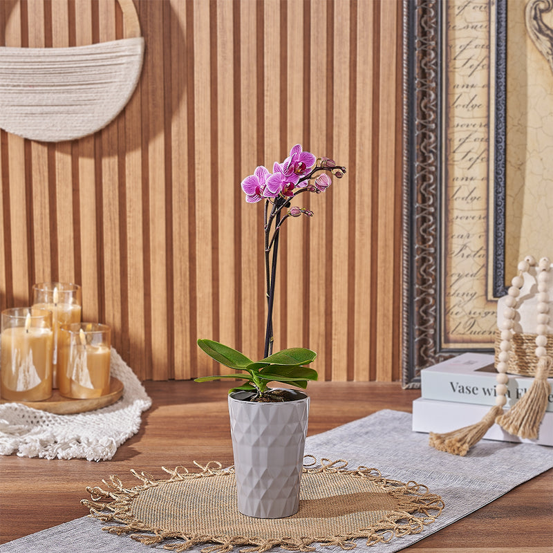 Petite Pink Orchid Gift, plant gift, plant, orchid gift, orchid, Toronto delivery
