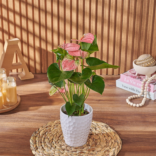 Pink Anthurium Plant, plant gift, plant, anthurium gift, anthurium, Toronto delivery