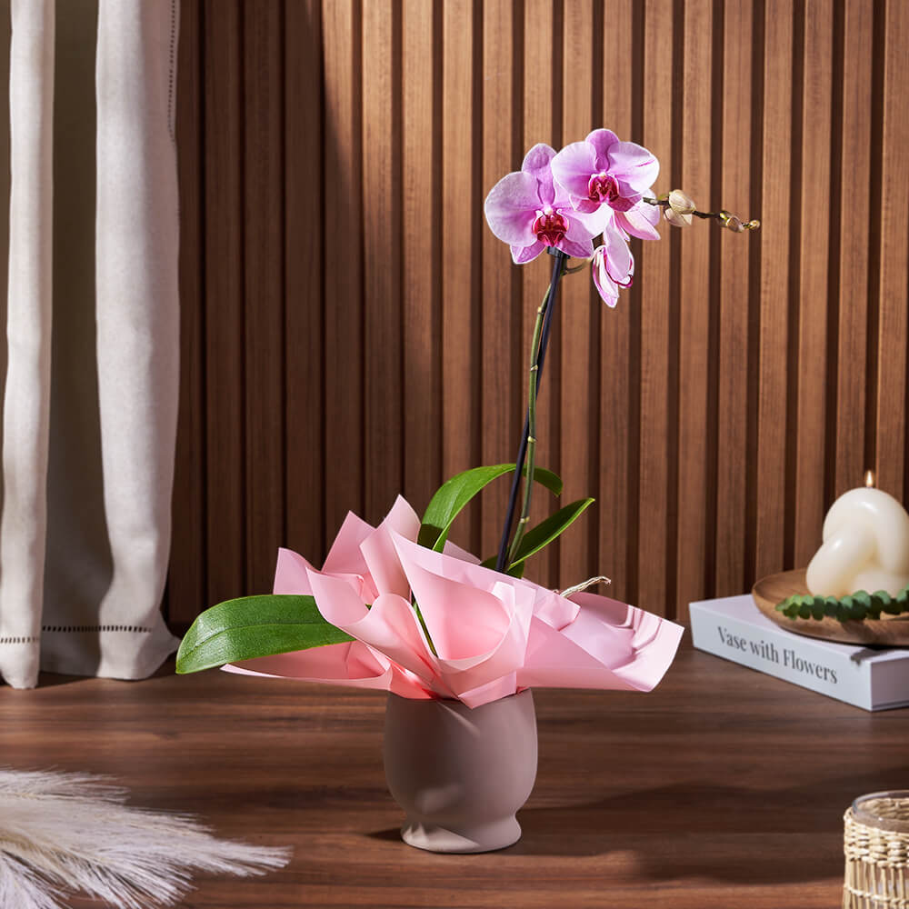 Potted Mini Phalaenopsis Orchid – Flower gift baskets – Toronto