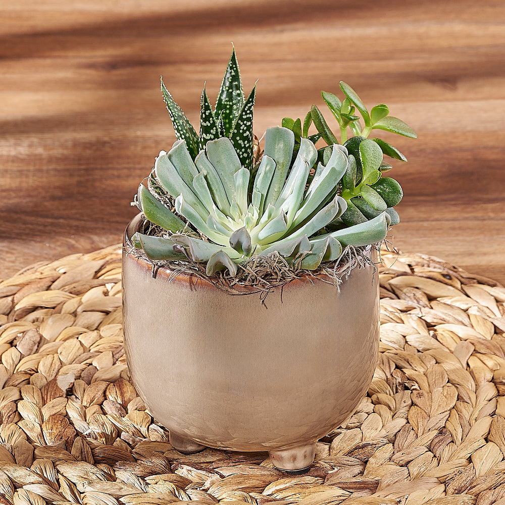Trio Potted Succulent Plant for Housewarming – how the gift is presented