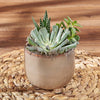 Potted Succulent Trio, plant gift, plant, succulent gift, succulent, Toronto delivery