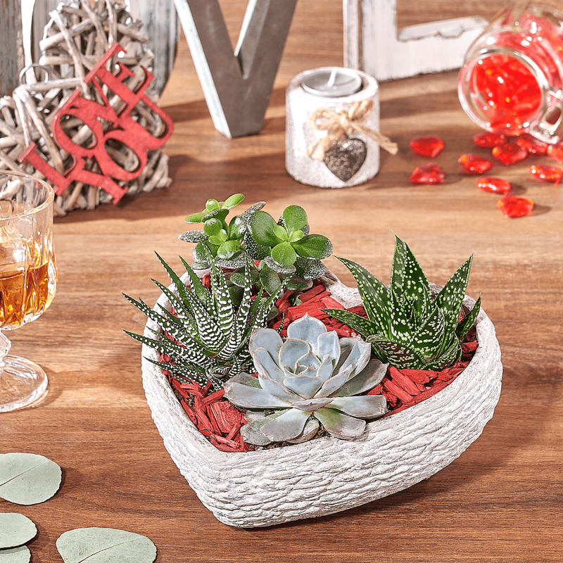 Rock Garden Succulents of Love, valentines day gift, valentines day, plant gift, plant