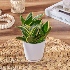 sansevieria toronto Sansevieria Plant – Plant gift baskets – Toronto delivery