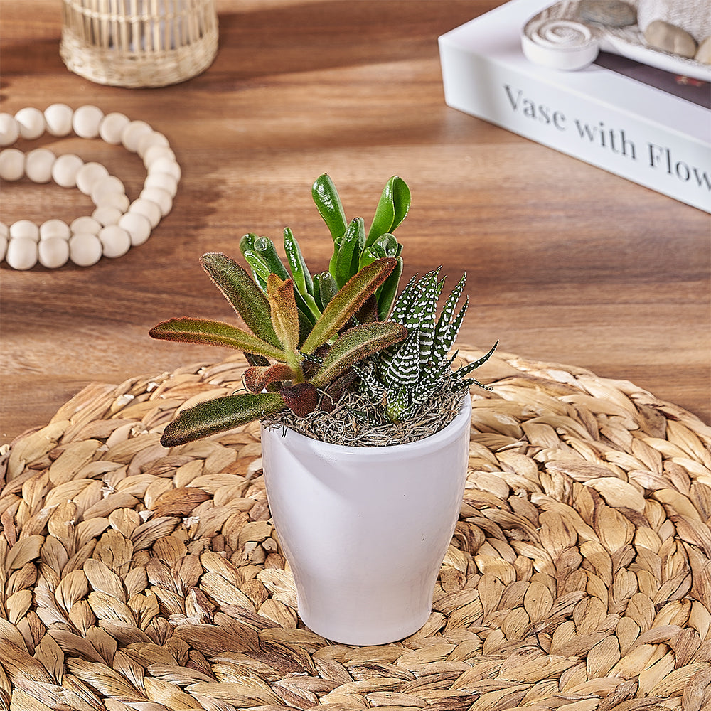 toronto succulent delivery Small Succulent Trio – Plant gift baskets – Toronto delivery