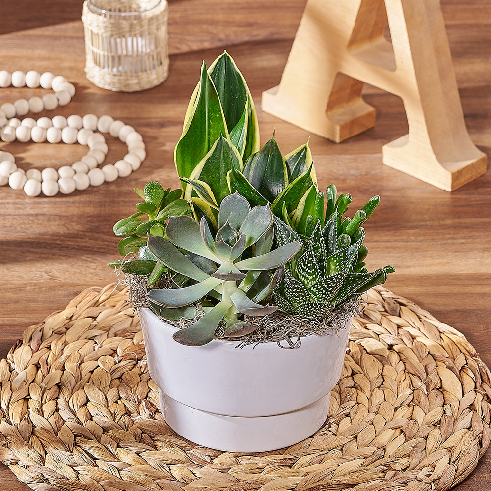 succulent plant delivery toronto Succulent Garden Arrangement – Plant gift baskets – Toronto delivery