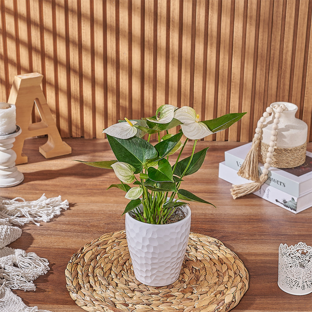 anthurium for sale toronto White Anthurium Plant – Plant gift baskets – Toronto delivery
