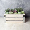 Amesbury Succulent Crate from Toronto Baskets - Toronto Baskets Delivery