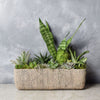 Little Oasis Succulent Garden from Toronto Baskets - Toronto Delivery
