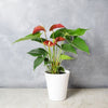 Potted Anthurium Plant from Toronto Baskets - Toronto Delivery