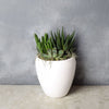 Potted Succulent Trio from Toronto Baskets - Toronto Delivery