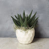 Potted Zebra Plant Succulent from Toronto Baskets - Toronto Delivery