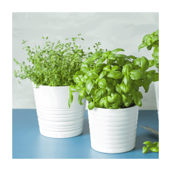 Seasonal Plants from Toronto Baskets - Toronto Delivery