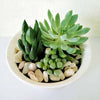 Shades of Green Succulent Garden from - Toronto Baskets - Toronto Delivery
