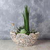 St. Lawrence Potted Succulent Garden from Toronto Baskets - Plant Gift Set - Toronto Delivery.