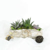 Succulent Rock Garden from Toronto Baskets - Planter Gift - Toronto Delivery.