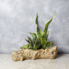 Give mother nature a spot in your cozy nook and let this gorgeous Succulent Log Garden show you what it can do, with plants that are designed to help you focus, brighten up your space, increase humidity in the air, and bring just a touch of the great outdoors into your home from Toronto Baskets - Toronto Delivery